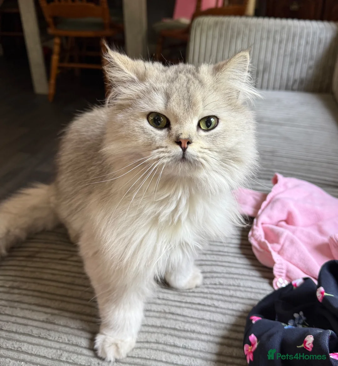 British Longhair cats for sale: Pure British Longhair Female  - Advert 2
