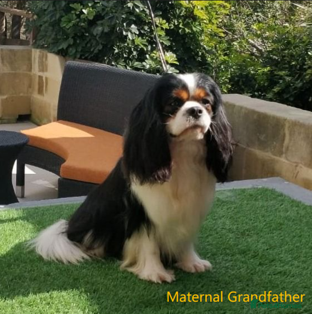 Cavalier King Charles Spaniel dogs for sale: Cavalier Pups – 0.10% COI, Health Tested, KC Reg - Image 11