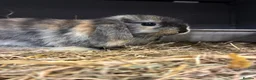 Mini Lop rabbits for sale: Mini Lop Bunnies in Mansfield - Advert 10