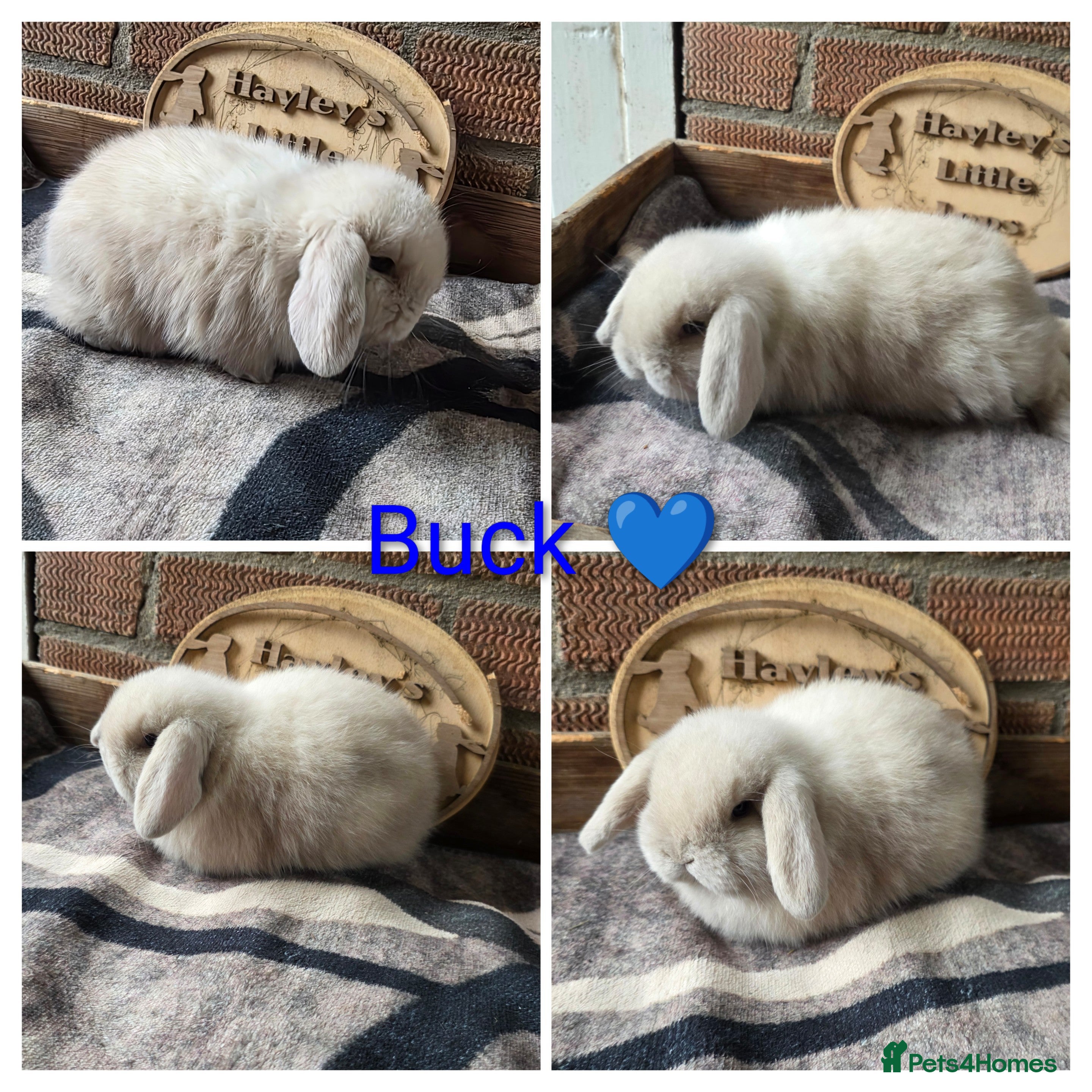 Mini Lop rabbits Gorgeous pure breed mini lops  - Advert 1