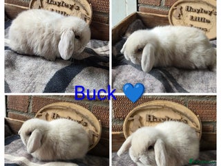 Mini Lop rabbits Gorgeous pure breed mini lops - Advert 1