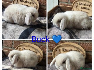 Mini Lop rabbits Gorgeous pure breed mini lops - Advert 5