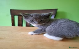 Mixed Breed cats for sale: 2 Male 8 week old kittens  - Image 6