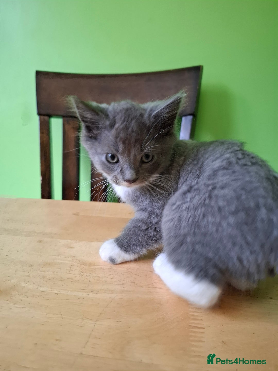 Mixed Breed cats for sale: 2 Male 8 week old kittens  - Image 6
