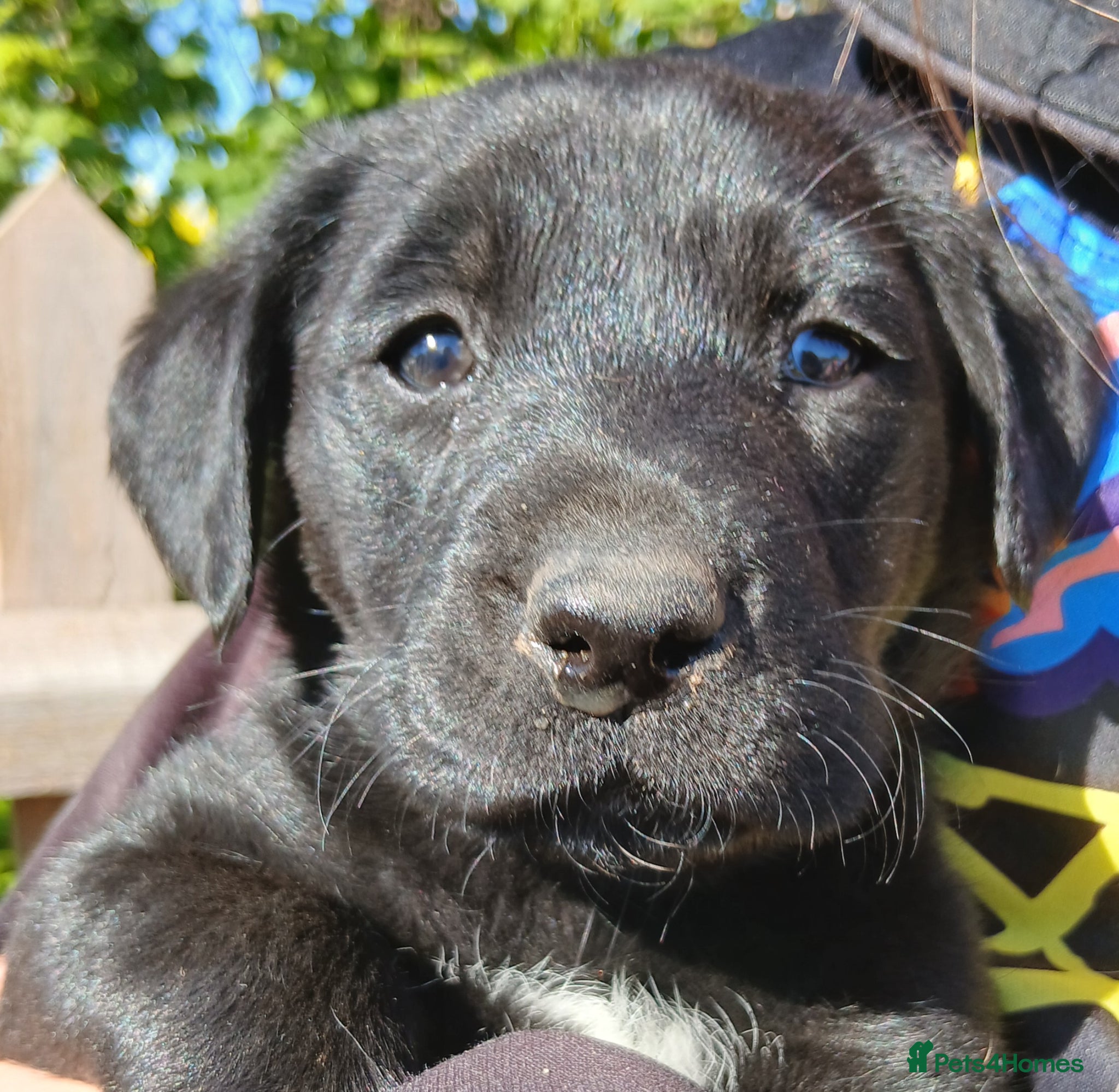 Labrador Retriever dogs Gorgeous labs Ready 5th May - Advert 2