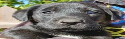 Labrador Retriever dogs for sale: Ready now!! Gorgeous labradors  - Advert 6