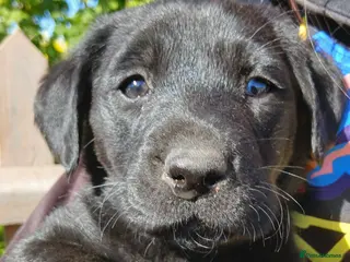 Labrador Retriever dogs Gorgeous labs Ready 5th May - Advert 2