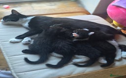 Mixed Breed cats for sale: Coco and Oreo - Image 3
