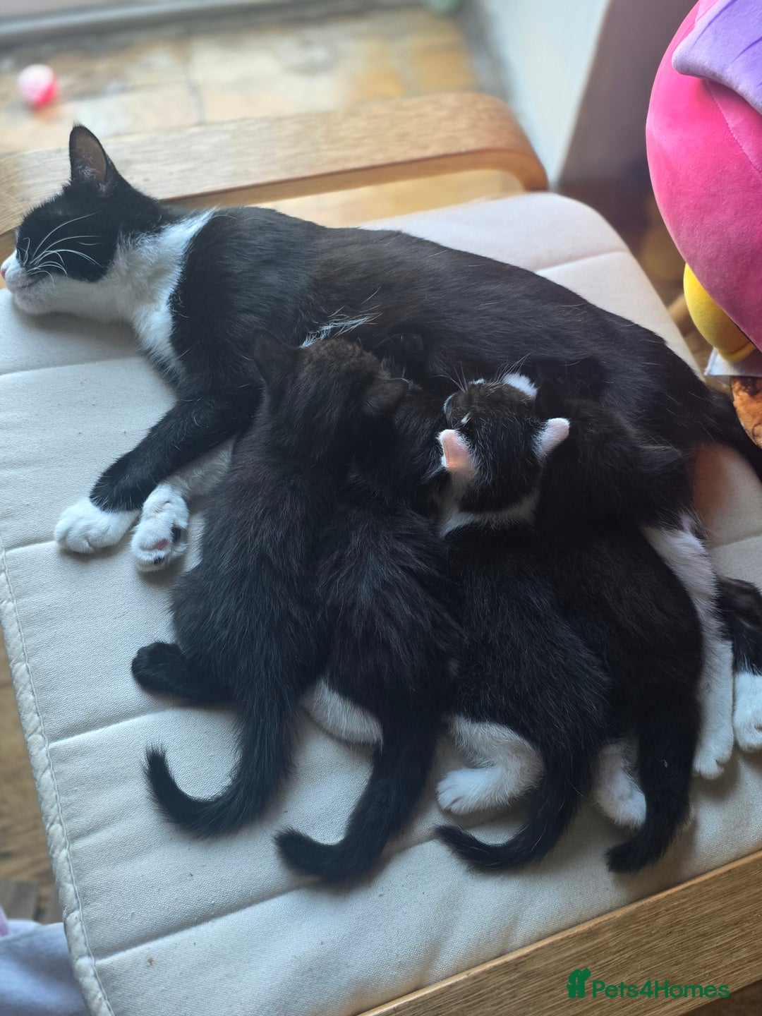 Mixed Breed cats for sale: Coco and Oreo - Image 3