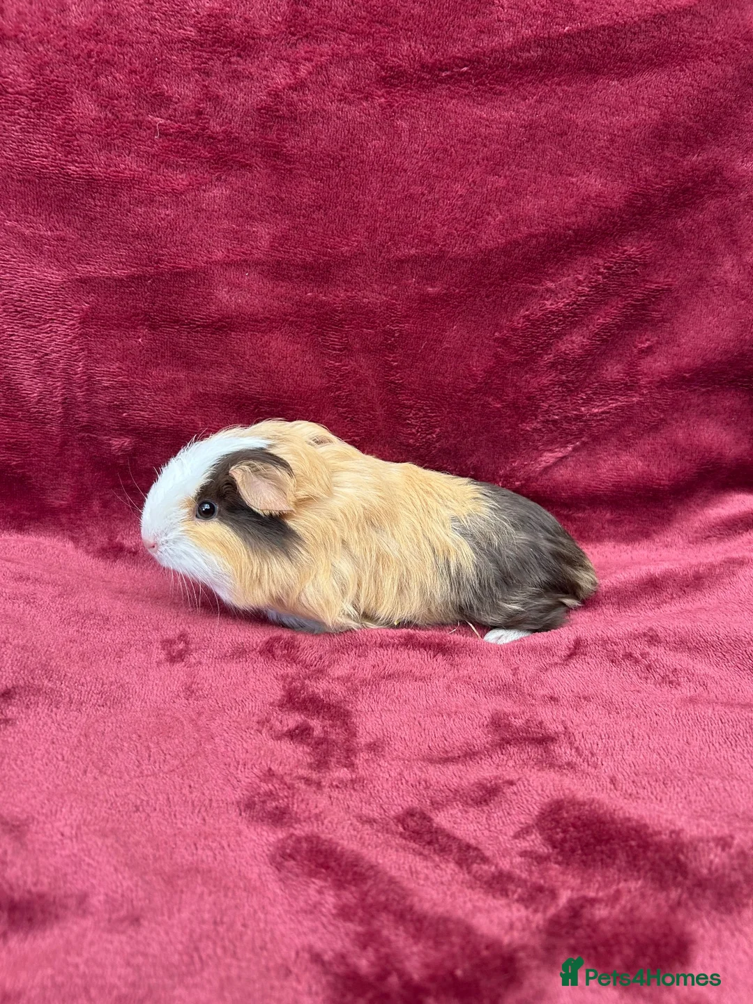 Guinea Pig rodents for sale: 2 Baby boy guinea pigs - Advert 4