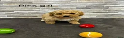 Poochon dogs for sale: Beautiful Pochoon puppies!! - Advert 10