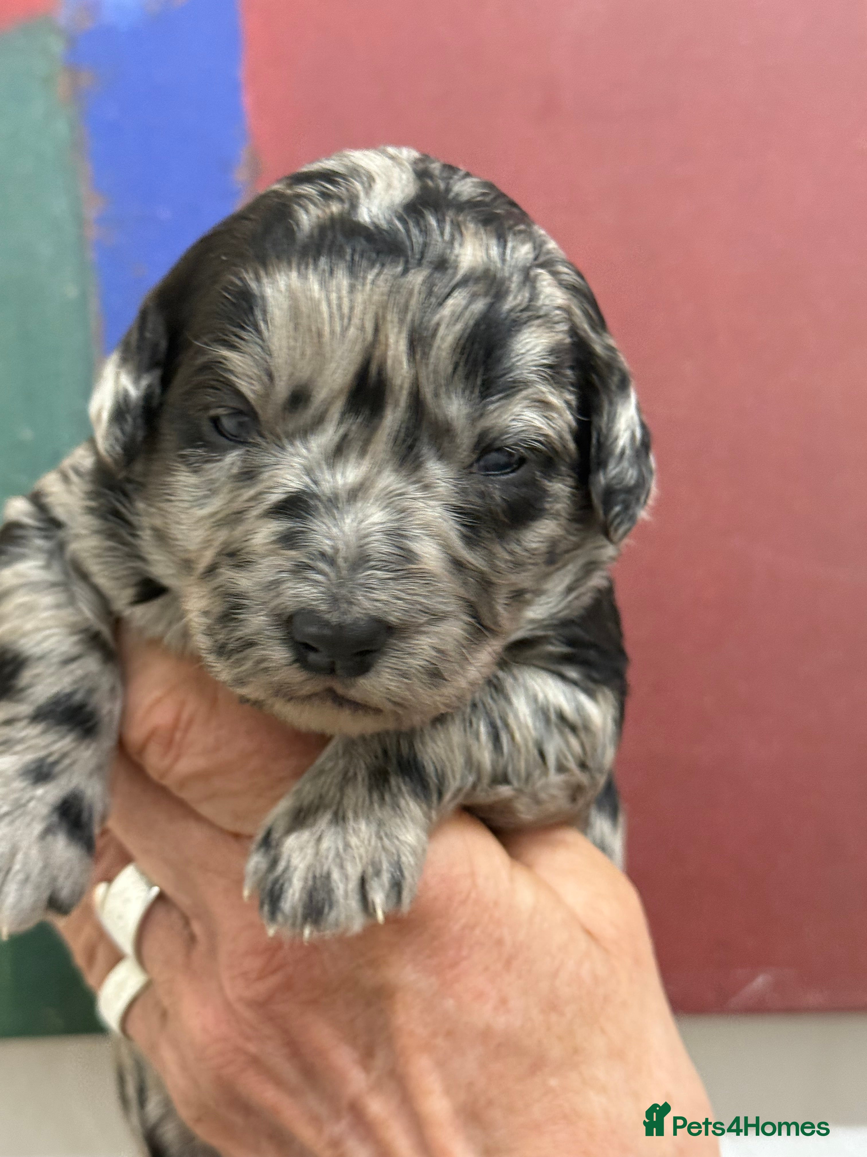 Labradoodle dogs Cracking F1 Labradoodles.  - Advert 2