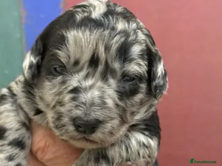 Labradoodle dogs Cracking F1 Labradoodles. - Advert 2