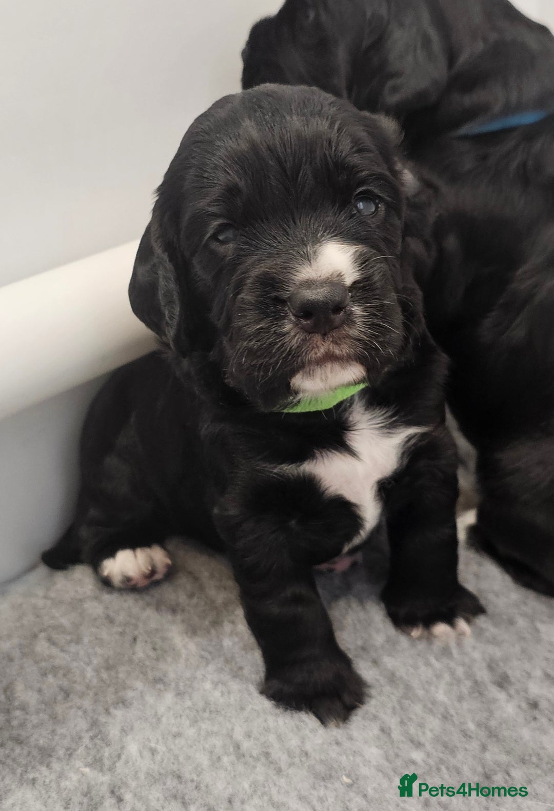 Cocker Spaniel dogs for sale: Beautiful Working Cocker Spaniel Puppies  - Image 11