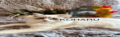 KOHARU