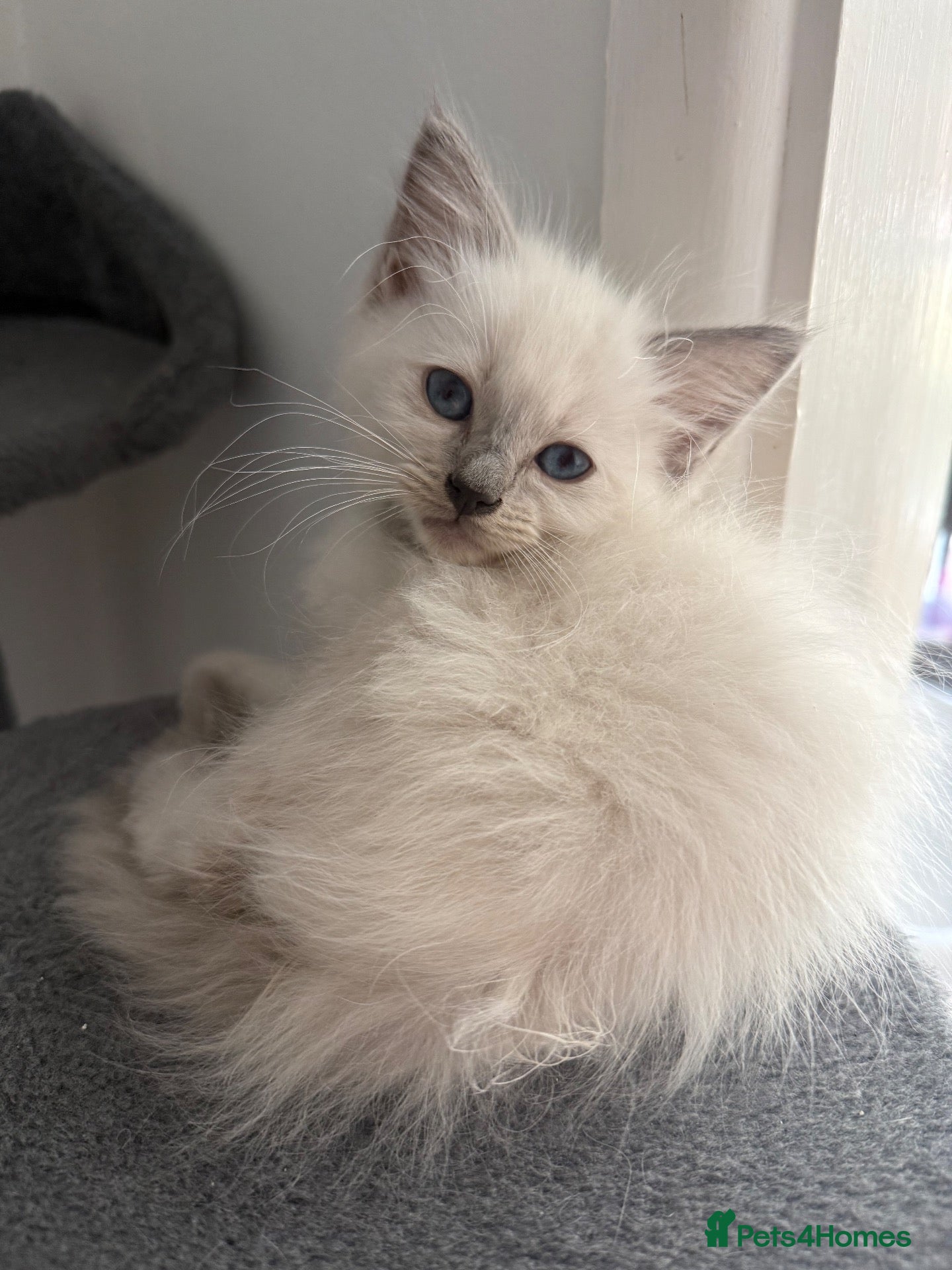 Ragdoll cats 🔹🩵Sweet little boy need a forever home🩵🔹 - Advert 12