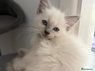 Ragdoll cats 🔹🩵Sweet little boy need a forever home🩵🔹 - Advert 12