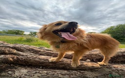 Pomeranian dogs for sale: Teddy - Image 6