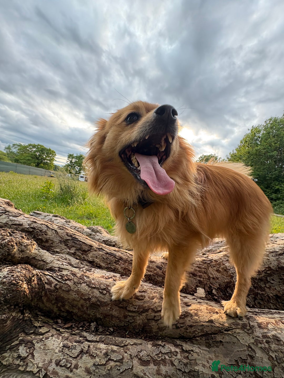 Pomeranian dogs for sale: Teddy - Image 6