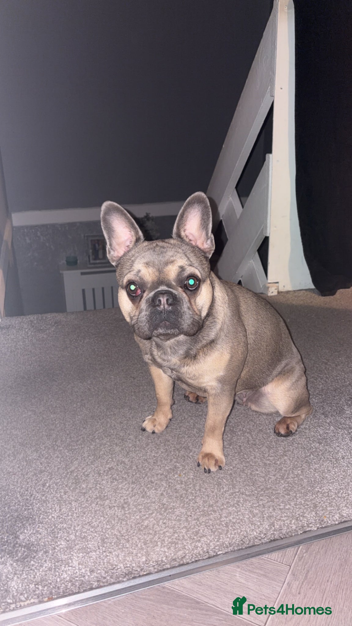 French Bulldog dogs Minnie  - Advert 2