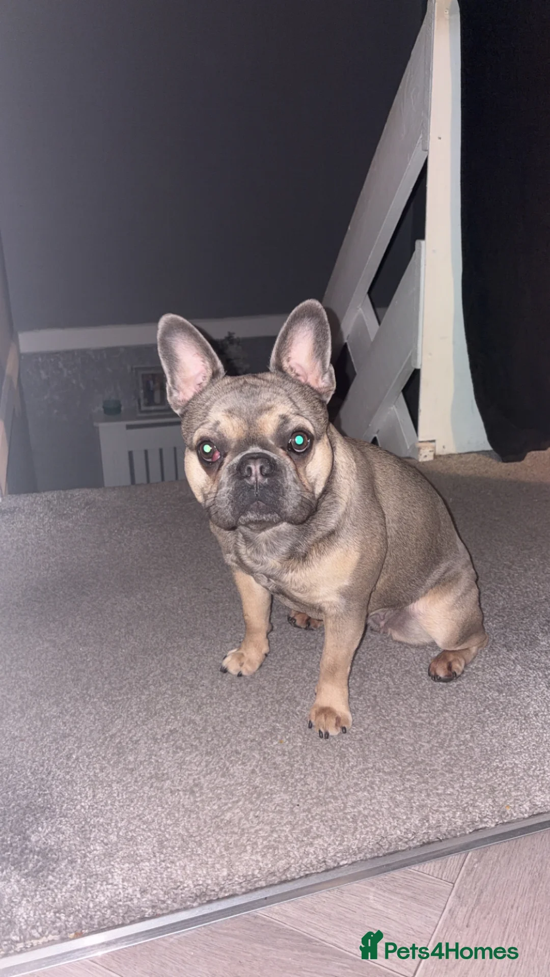 French Bulldog dogs for sale: Minnie  - Advert 1