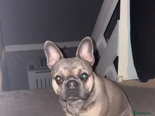 French Bulldog dogs Minnie - Advert 2
