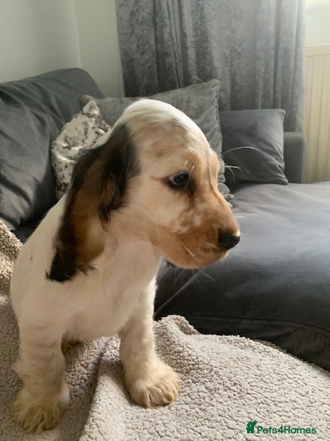 Cocker Spaniel dogs READY TO GO KC REG SHOW TYPE COCKERS - Advert 11