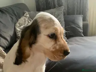 Cocker Spaniel dogs READY TO GO KC REG SHOW TYPE COCKERS - Advert 11