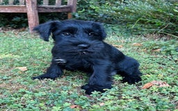 Miniature Schnauzer dogs for sale: Beautiful KC registered Minature Schnauzer puppies - Image 1