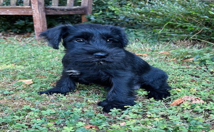 Miniature Schnauzer dogs - Advert 1
