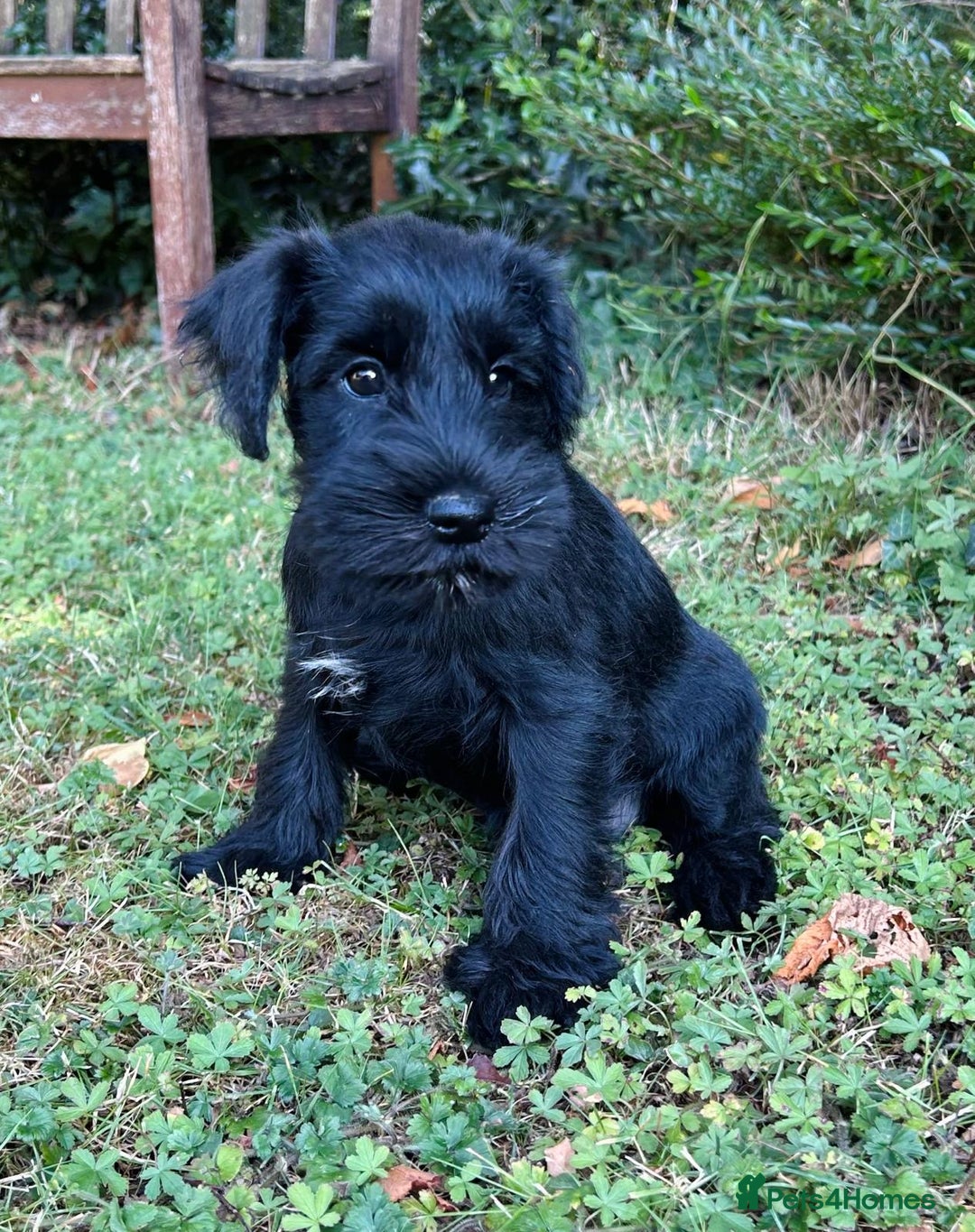 Miniature Schnauzer dogs for sale: Beautiful KC registered Minature Schnauzer puppies - Image 1