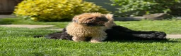 Shihpoo dogs for sale: Stunning shihpoo pups ready now  - Advert 11