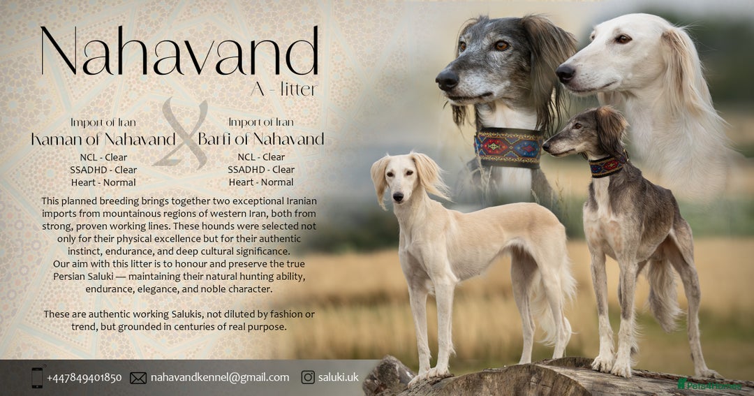 Saluki dogs for sale: Breeding Plan Announcement  - Image 1
