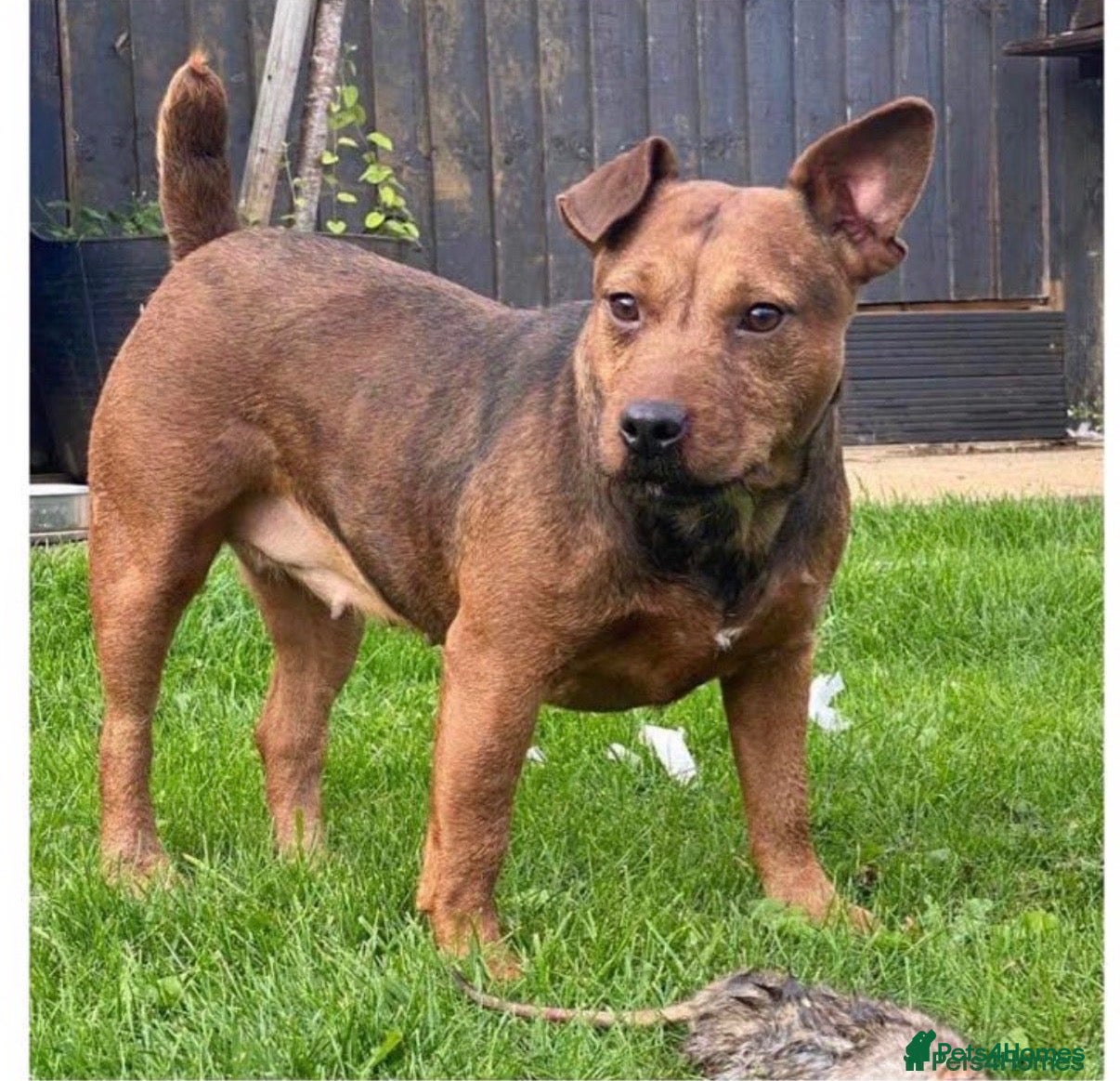 Lakeland Terrier dogs Lakeland terrier puppies (working type) - Advert 2