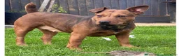 Lakeland Terrier dogs for sale: Lakeland terrier puppies (working type) - Advert 3