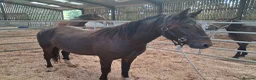 New Forest horses for sale: Geldings  - Advert 5