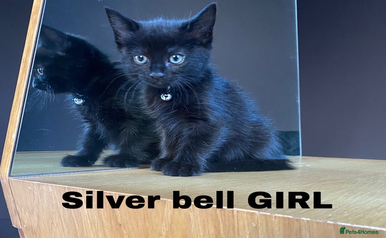 Mixed Breed cats - Advert 12