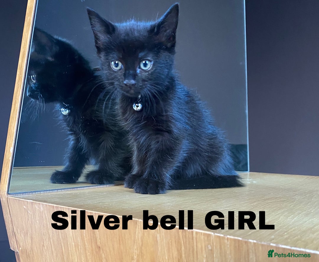 Neva Masquerade cats for sale: Sweet bengal x kittens  - Image 9