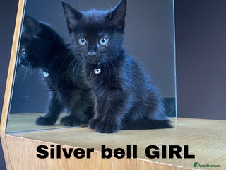 Mixed Breed cats Quarter Bengal quarter Maine coone x kittens - Advert 17