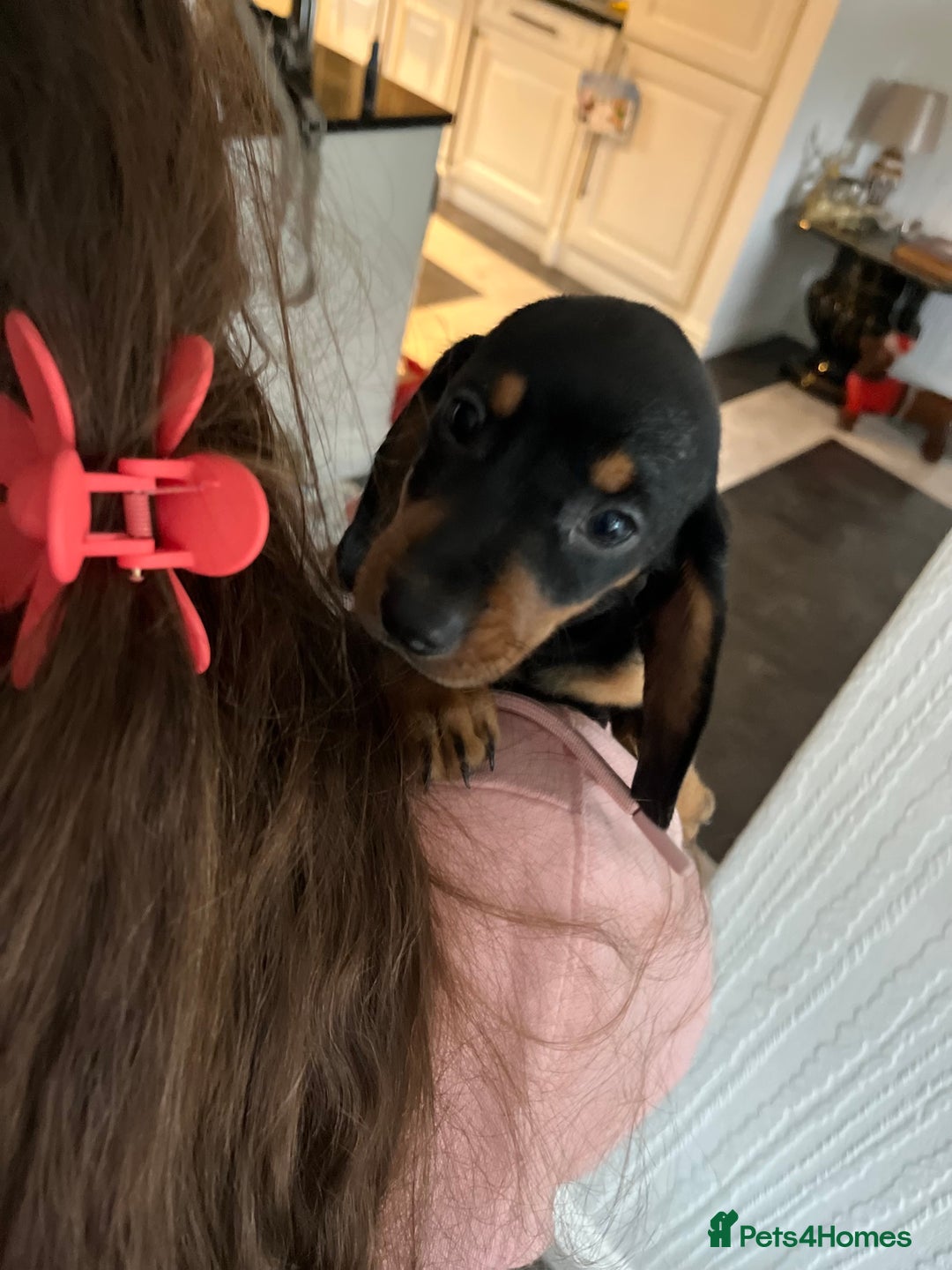 Dachshund dogs for sale: Dachshunds puppies  - Advert 8