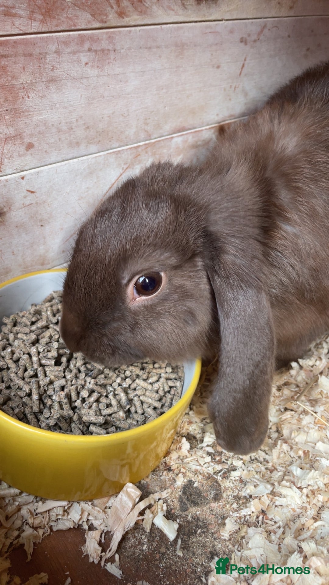 French Lop rabbits for sale: Mini French Lop Babies  - Advert 13