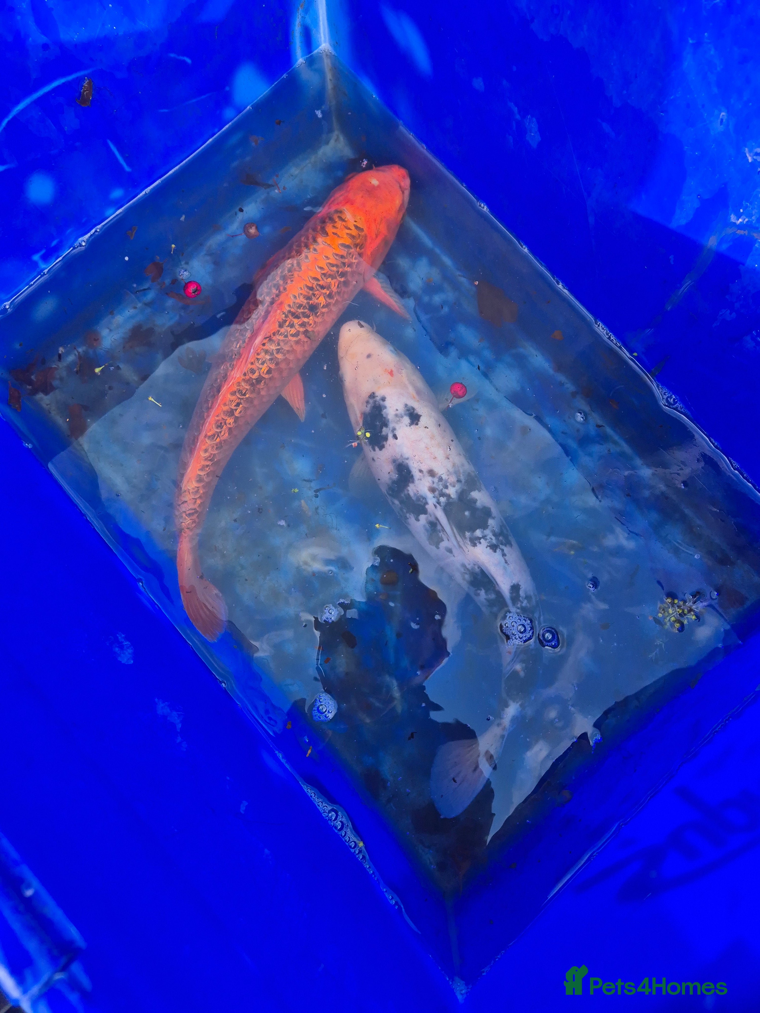 Koi Carp fish Koi fish - Advert 13