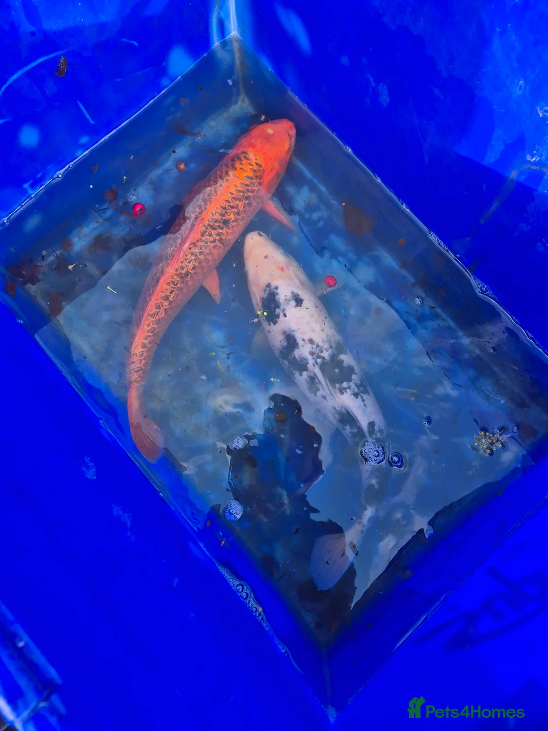 Koi Carp fish for sale: Koi fish - Advert 1