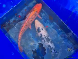 Koi Carp fish Koi fish - Advert 13