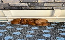 Dogue De Bordeaux dogs for sale: Beautiful KC Dogue De Bordeaux Puppies - Image 5