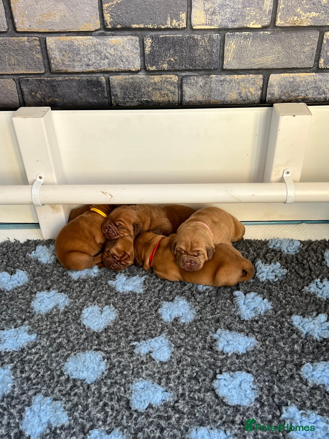 Dogue De Bordeaux dogs for sale: Beautiful KC Dogue De Bordeaux Puppies - Image 5