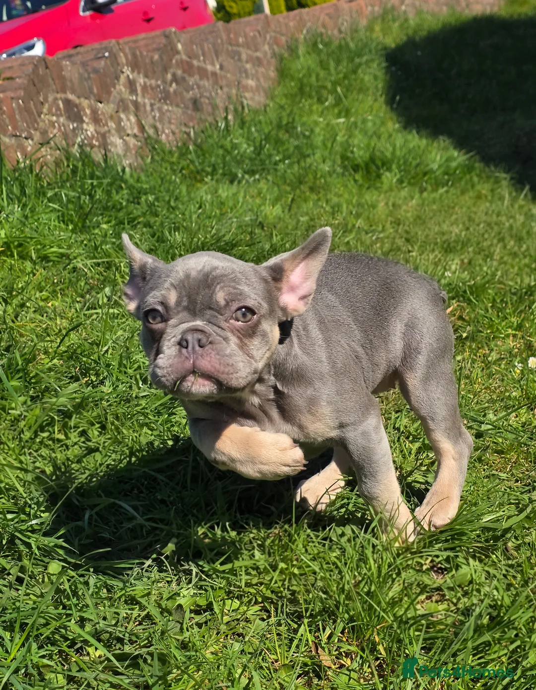 French Bulldog dogs for sale: 18 Week old French Bulldog Female in Llanelli - Advert 2