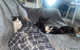 European cats for sale: Lovely kittens  - Image 13