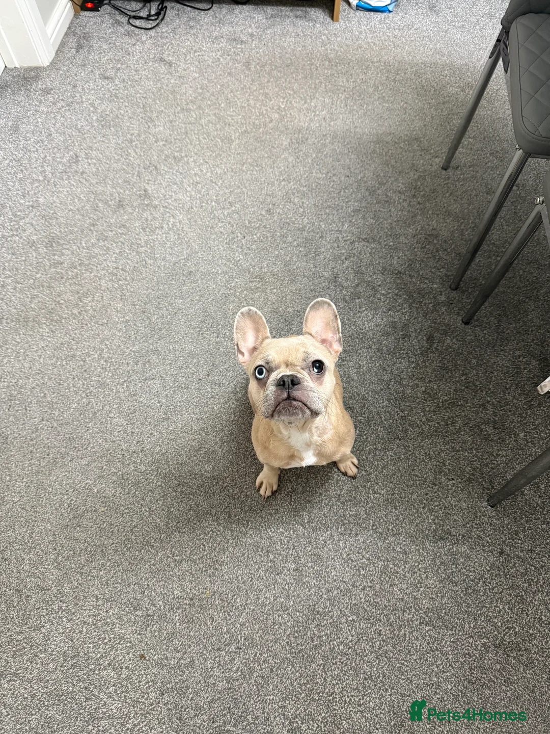 French Bulldog dogs for sale: French bulldogs  - Advert 2