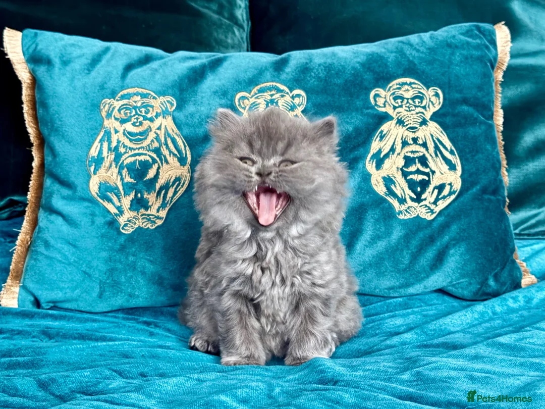 British Longhair cats for sale: 🩵 Stunning Blue British Longhair Girl 🥰 - Advert 4